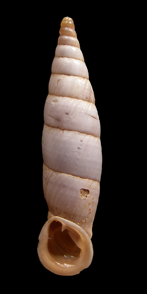 Lumachina(Medora albescens) dal PNA